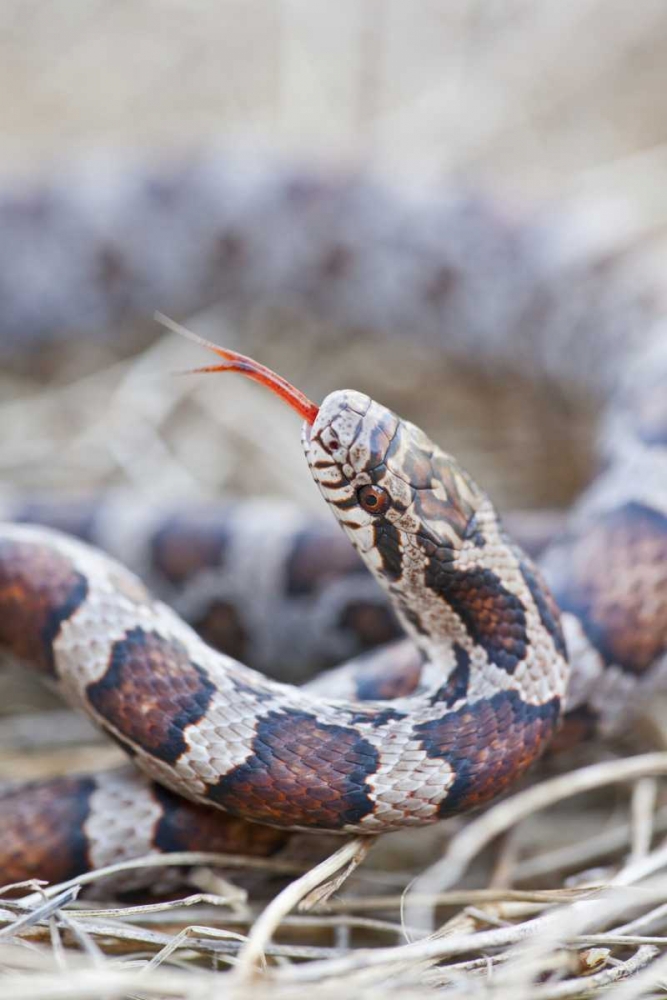 Canada, Riviere des Prairies Park Milk snake